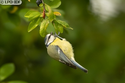 Mésange bleue