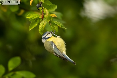 Mésange bleue