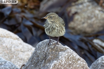 Pipit maritime