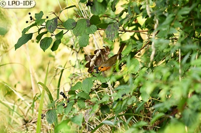 Rougegorge familier