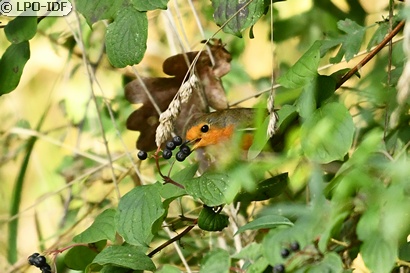 Rougegorge familier