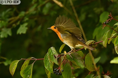 Rougegorge familier