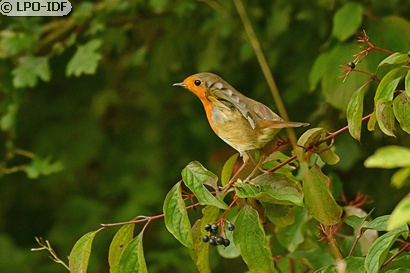 Rougegorge familier