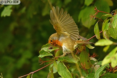 Rougegorge familier