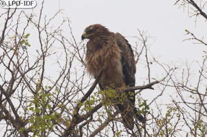 Aigle ravisseur