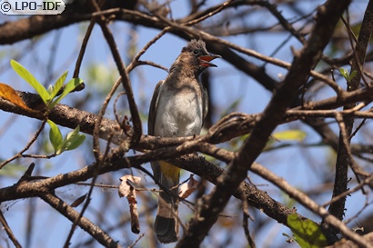 Bulbul des jardins