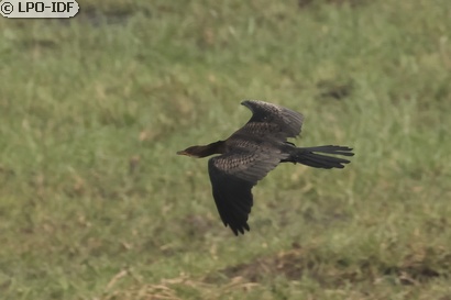 Cormoran africain