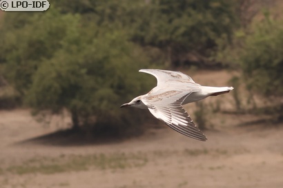Mouette à tête grise