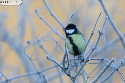 Mésange charbonnière