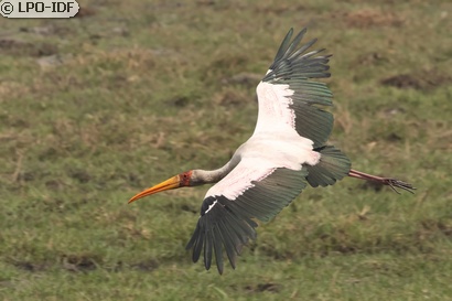 Tantale ibis