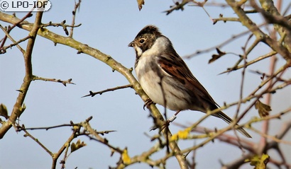 Bruant des roseaux