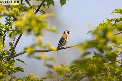 Chardonneret élégant
