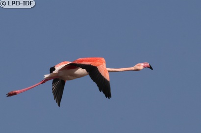 Flamant rose