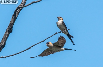 Hirondelle rousseline