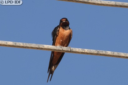 Hirondelle rustique