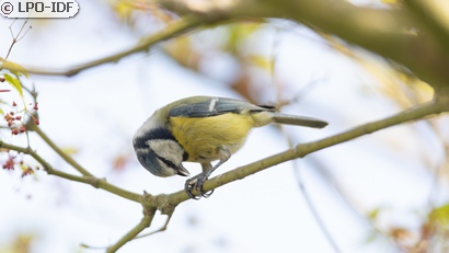 Mésange bleue