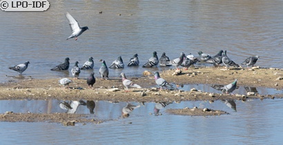 Pigeon biset