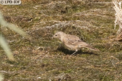 Pipit spioncelle