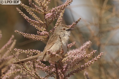 Prinia gracile