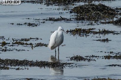 Aigrette garzette