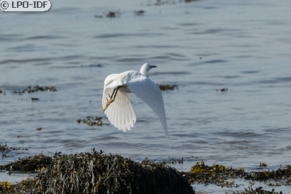 Aigrette garzette