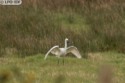 Aigrette garzette
