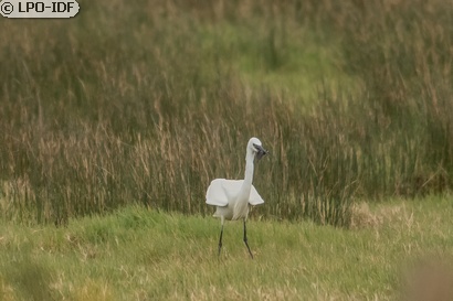 Aigrette garzette
