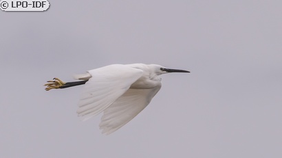 Aigrette garzette