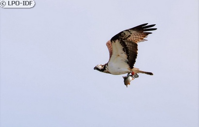 Balbuzard pêcheur