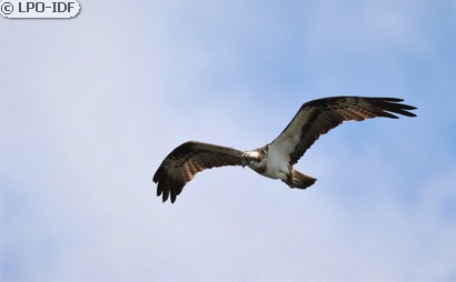 Balbuzard pêcheur