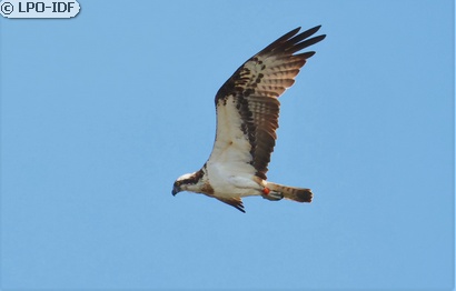 Balbuzard pêcheur
