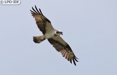 Balbuzard pêcheur
