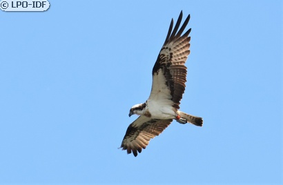 Balbuzard pêcheur