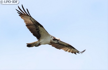 Balbuzard pêcheur