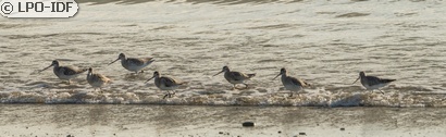 Barge rousse