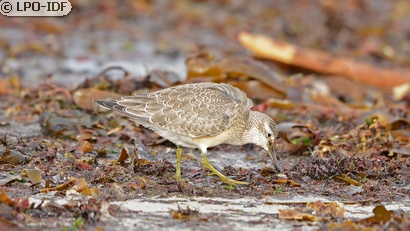 Bécasseau maubèche