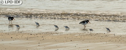 Bécasseau sanderling