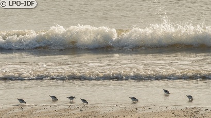 Bécasseau sanderling