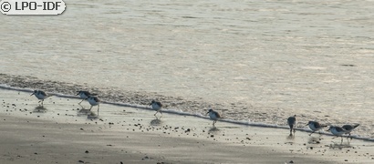 Bécasseau sanderling
