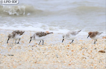 Bécasseau sanderling