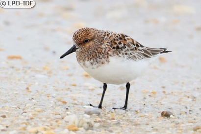 Bécasseau sanderling