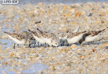 Bécasseau sanderling