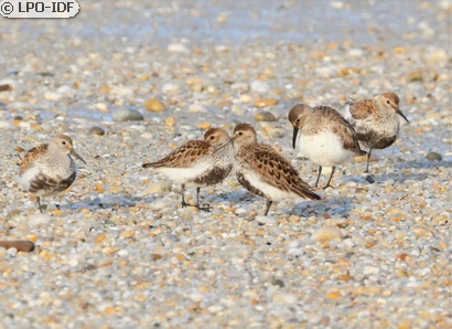 Bécasseau variable