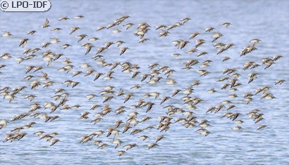 Bécasseau variable