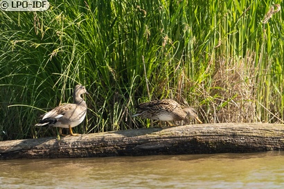 Canard chipeau
