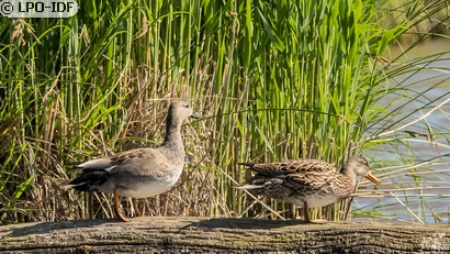 Canard chipeau