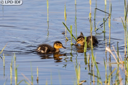 Canard colvert