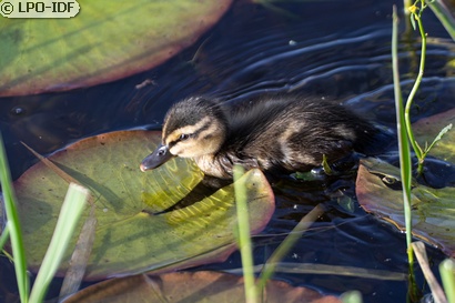 Canard colvert