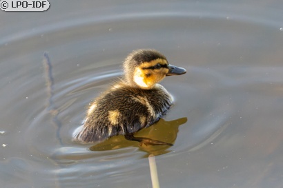 Canard colvert