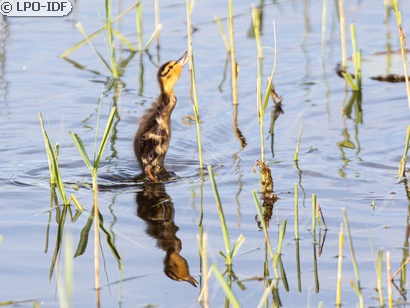 Canard colvert